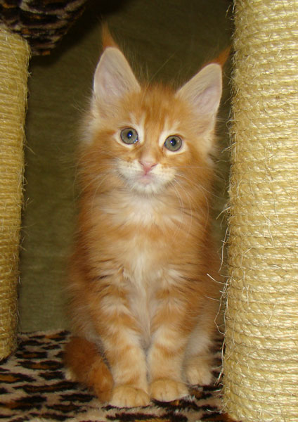     Catsvill County!   !    !       !!!    Catsvill County +7-926-544-74-09     .   ,   ,   ,    ,   ,  ,     ,   -,    ,   !